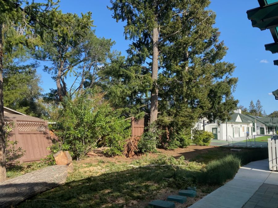 A fallen tree crushes a Middle Campus fence, finding its way into a neighboring homes yard. The only damage was done to the fence.