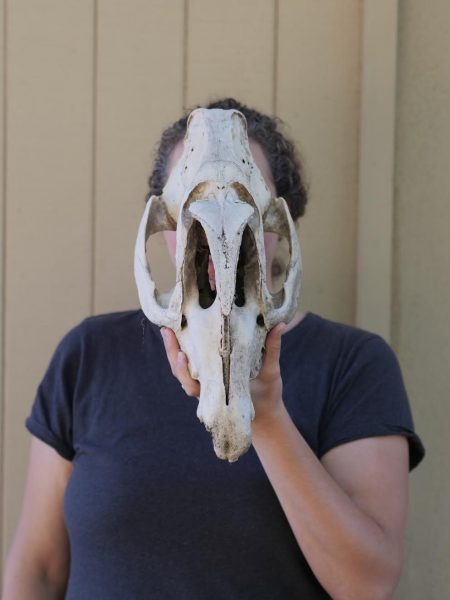 Biology Teacher Monica Ventrice collects animal skulls to enrich classroom learning.